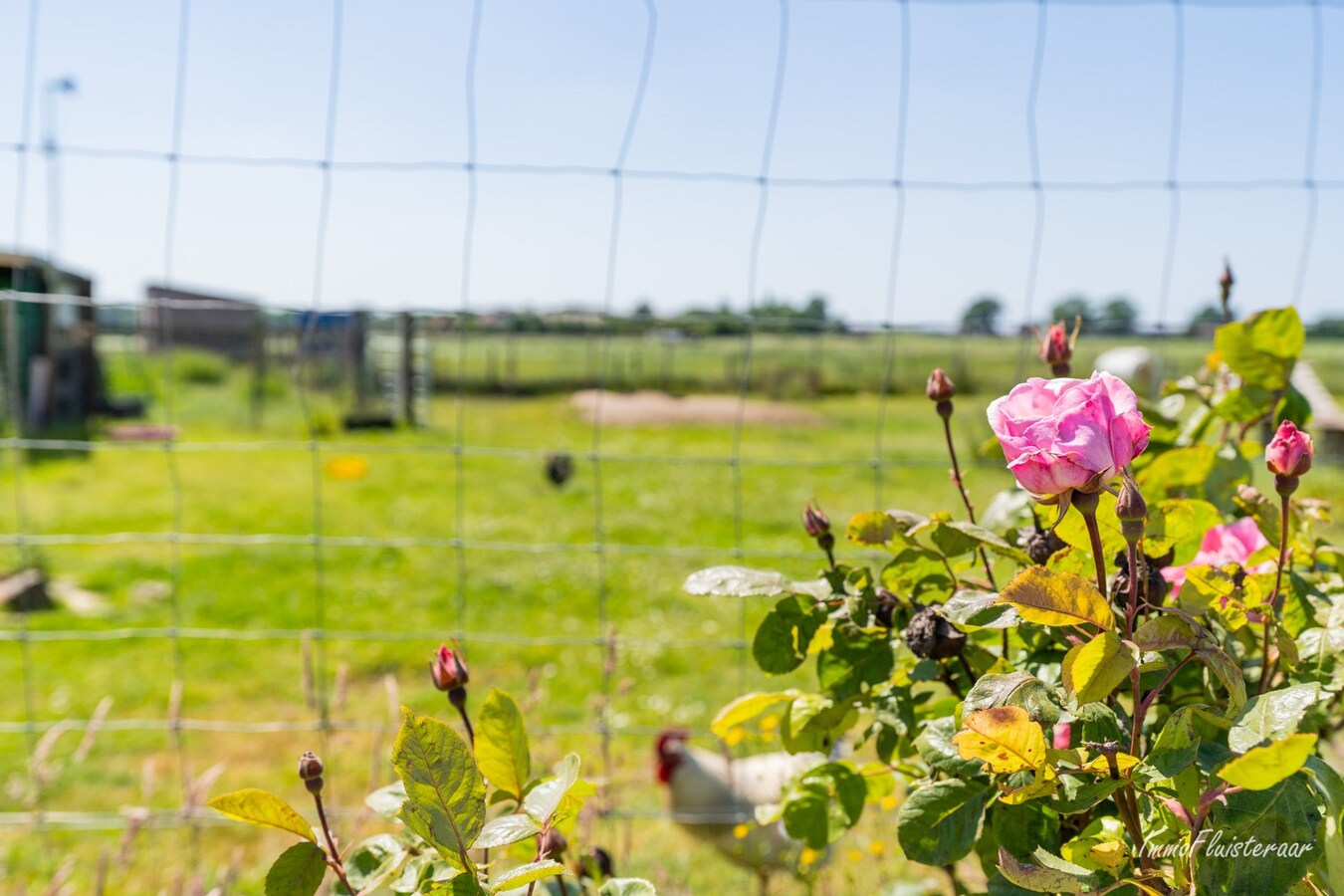 Te renoveren woning met grond op ca. 33 are te Kinrooi 