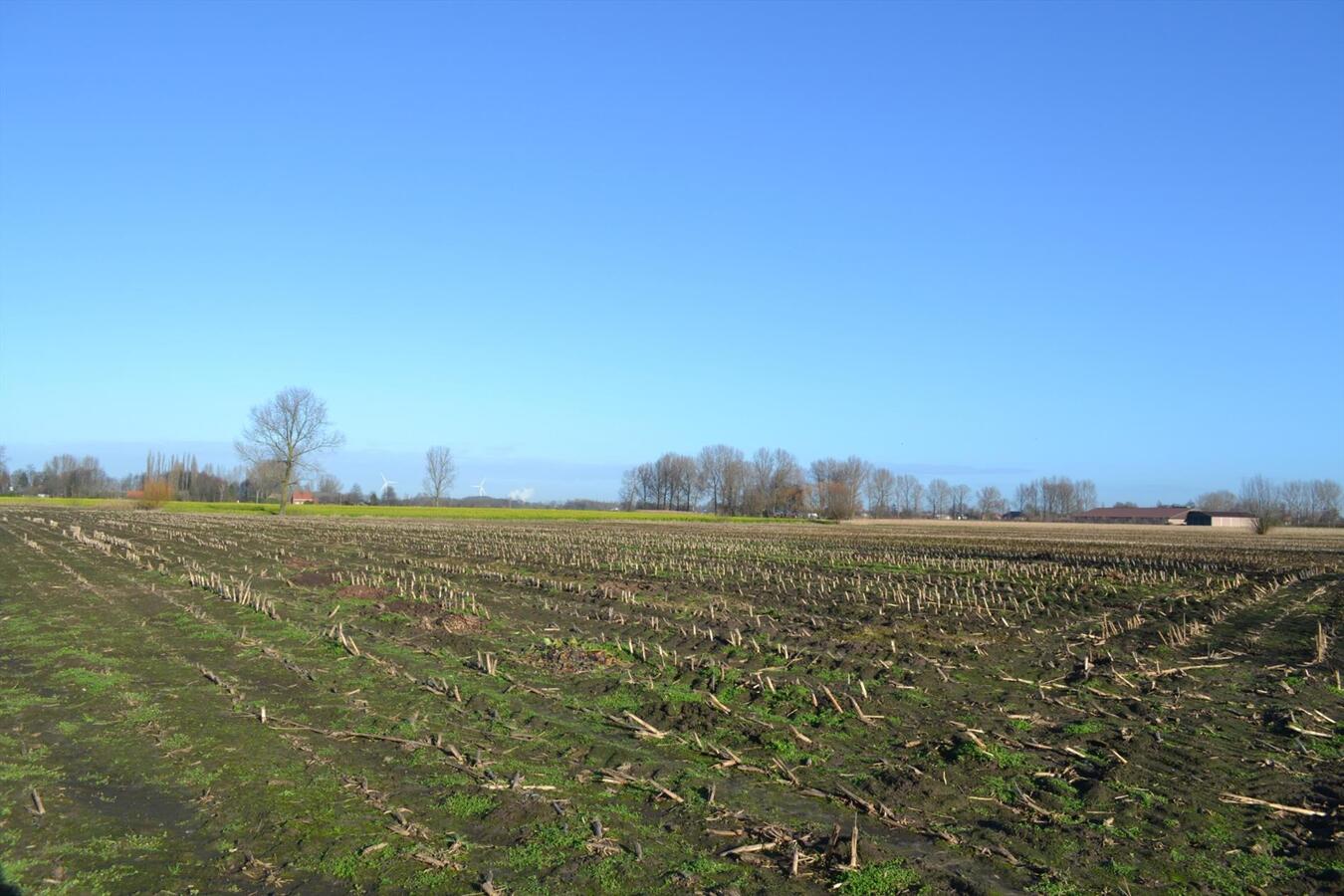 Hoeve met stallen op ca. 2Ha te Nieuwkerken-Waas (uitbreiding tot 4,5Ha mogelijk) 