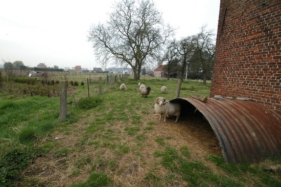 Farm sold in Nieuwenrode