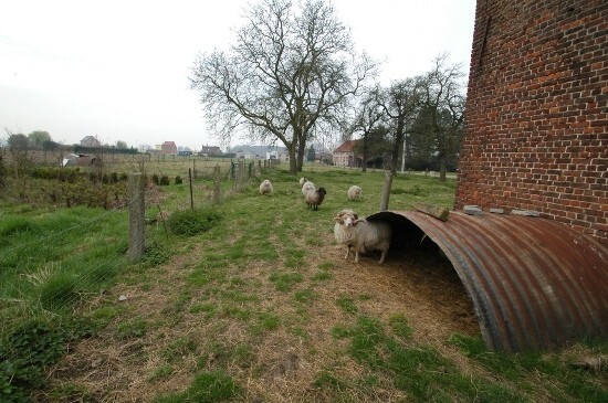 Ferme vendu À Nieuwenrode