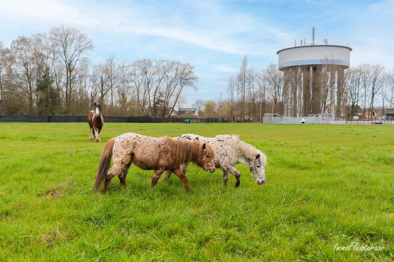 Charmante gelijkvloerswoning met stallen op ca. 1,3 Ha te Schriek 