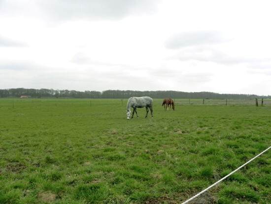 Hoeve met stallingen op 8.186 m&#178; te Wuustwezel 