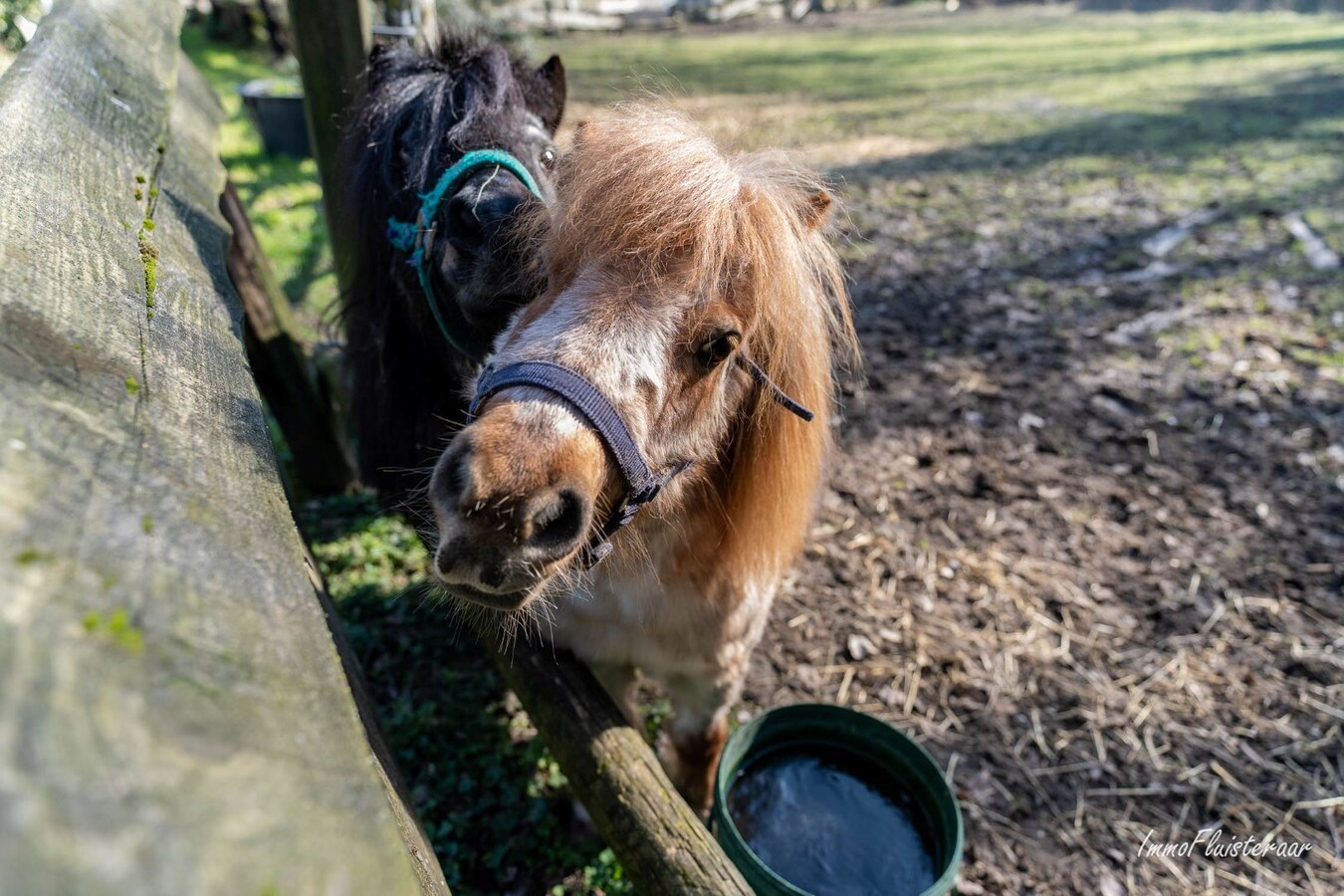 House with horse accommodation/ riding school on approx. 1ha in Mollem (Asse; Flemish Brabant) 