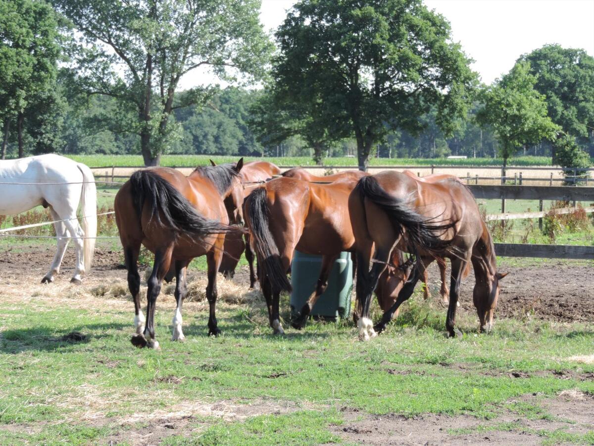 Gezellige boerderij met paardenstallen op ca.3,3ha te Bocholt 