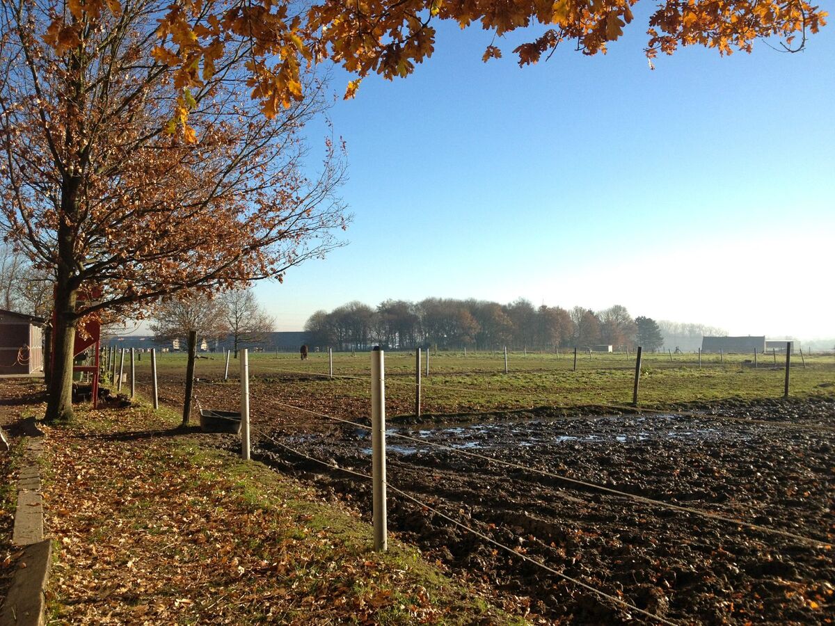 Weide met stalgebouw, buitenpiste en paddock op ca.1,5ha te Kontich 