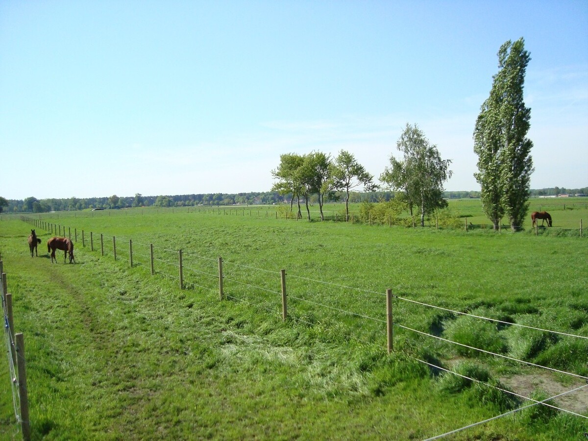 Hoeve met buitenpiste en paardenstallen op ca. 1 ha te Wuustwezel (Antw) 