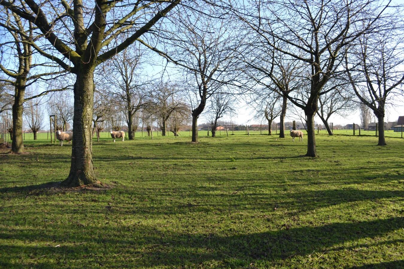 Hoeve met stallen op ca. 2Ha te Nieuwkerken-Waas (uitbreiding tot 4,5Ha mogelijk) 