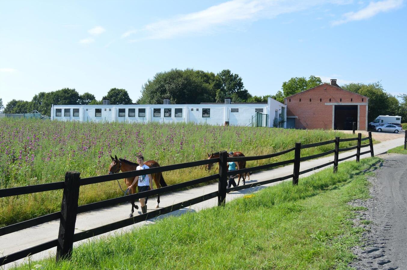 Paardenhouderij met 40 stallen en drafbaan op 4,64ha te Brakel 