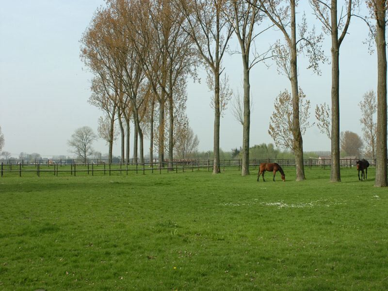 Prachtige vierkantshoeve met paardenaccommodatie op 4ha te Zottegem 