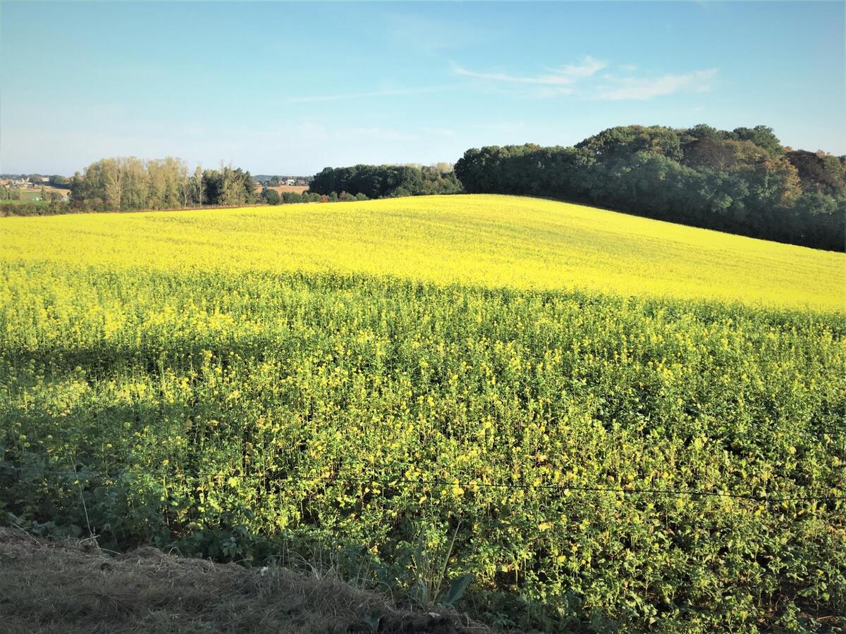 Exclusief en idyllisch landgoed met openluchtzwembad, tennisterrein, bijgebouwen en weides op ca. 4ha te Diest (Vlaams-Brabant) 