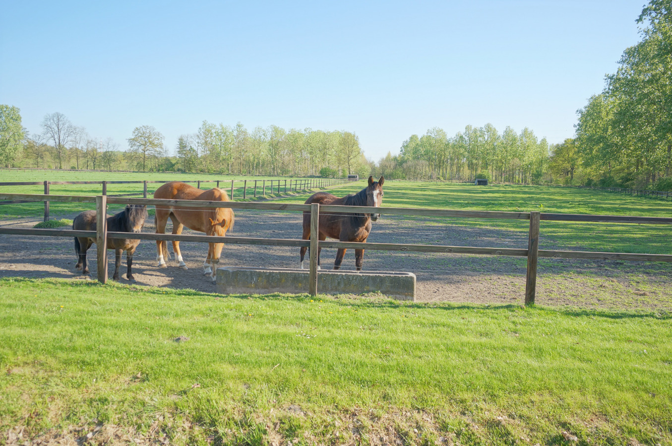 Landgoed met paardenstallen op ca. 7,5 Ha te Maaseik 