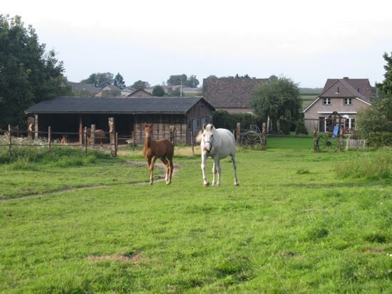 Hoevevilla met stalgebouw en bijhuis op 1,3 ha 