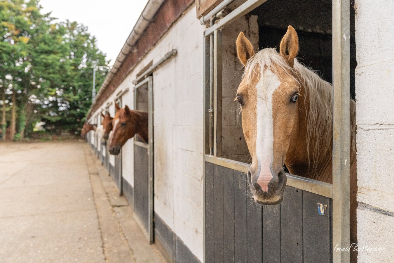 Paardenaccommodatie met 46 stallen, buitenpiste en hangaar op ca. 55 are te Linkhout (Lummen) 