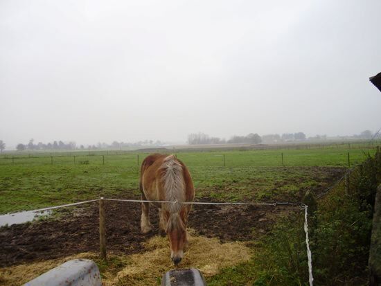 Ferme vendu À Minderhout