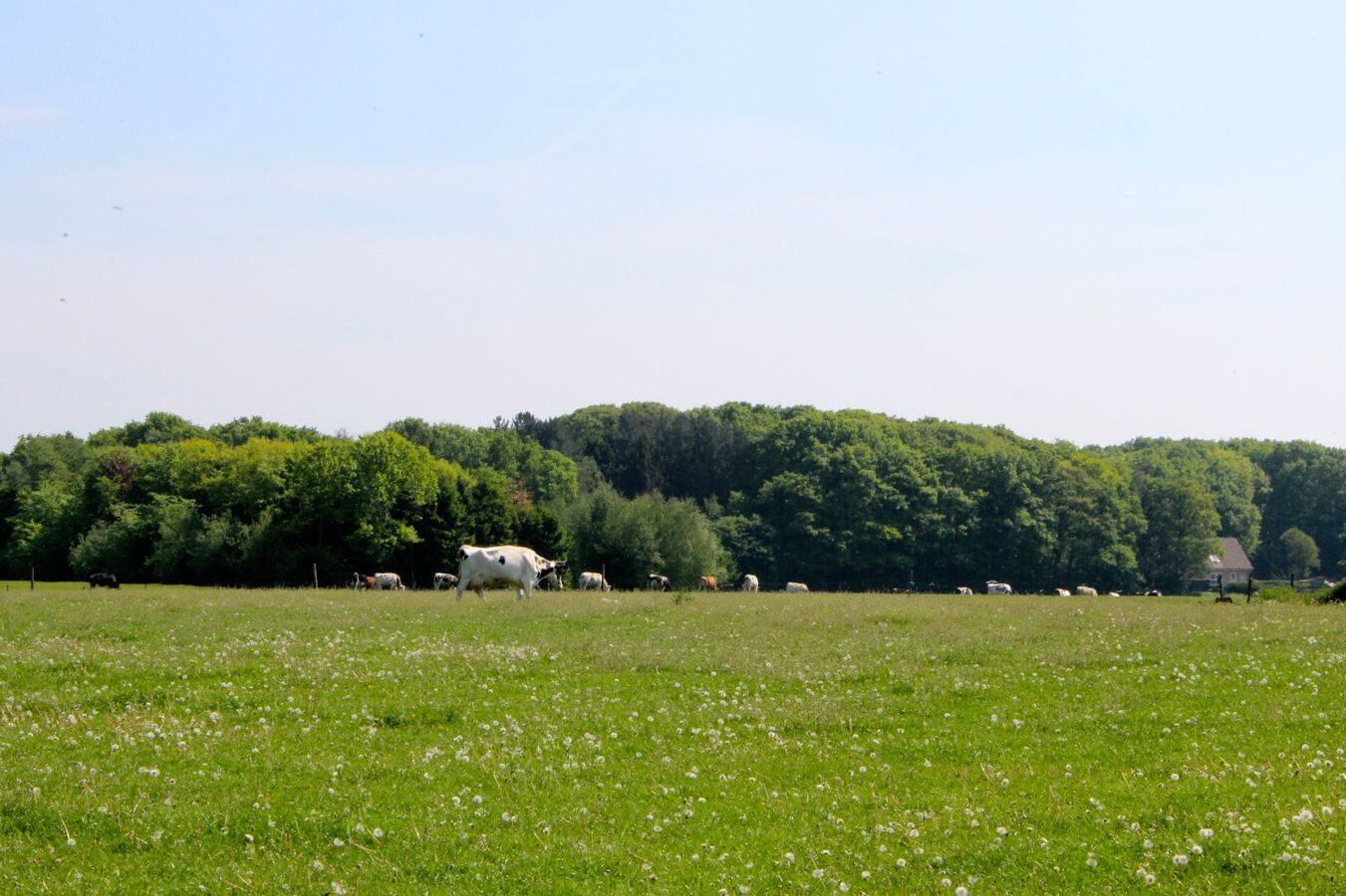 Landelijk gelegen woonhuis met bijgebouw op ca. 1Ha te Herenthout 