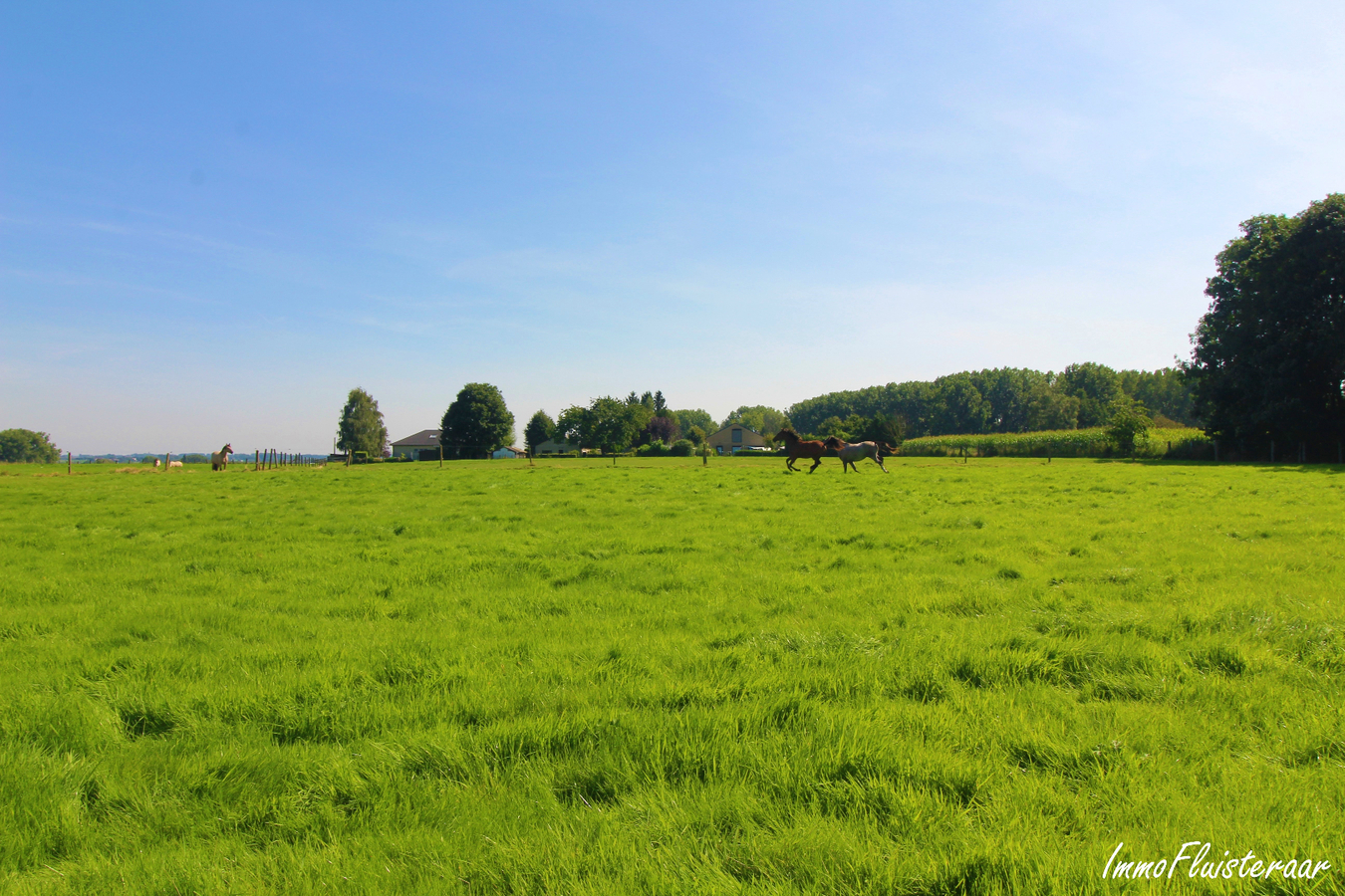 Pasture land sold in Galmaarden