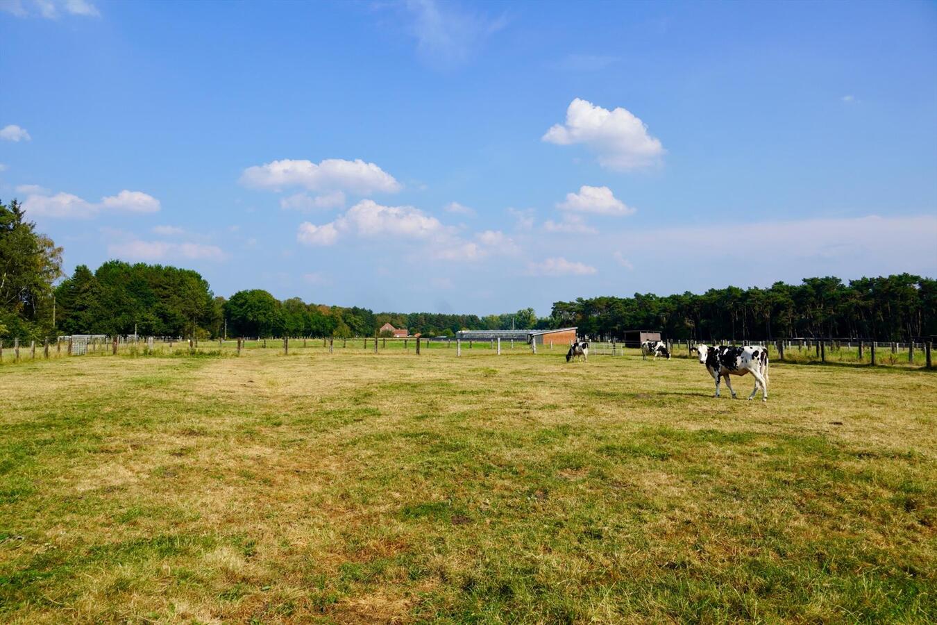 Gerenoveerde hoeve met paardenstallen en buitenpiste op ca. 1,6 ha te Vlimmeren 