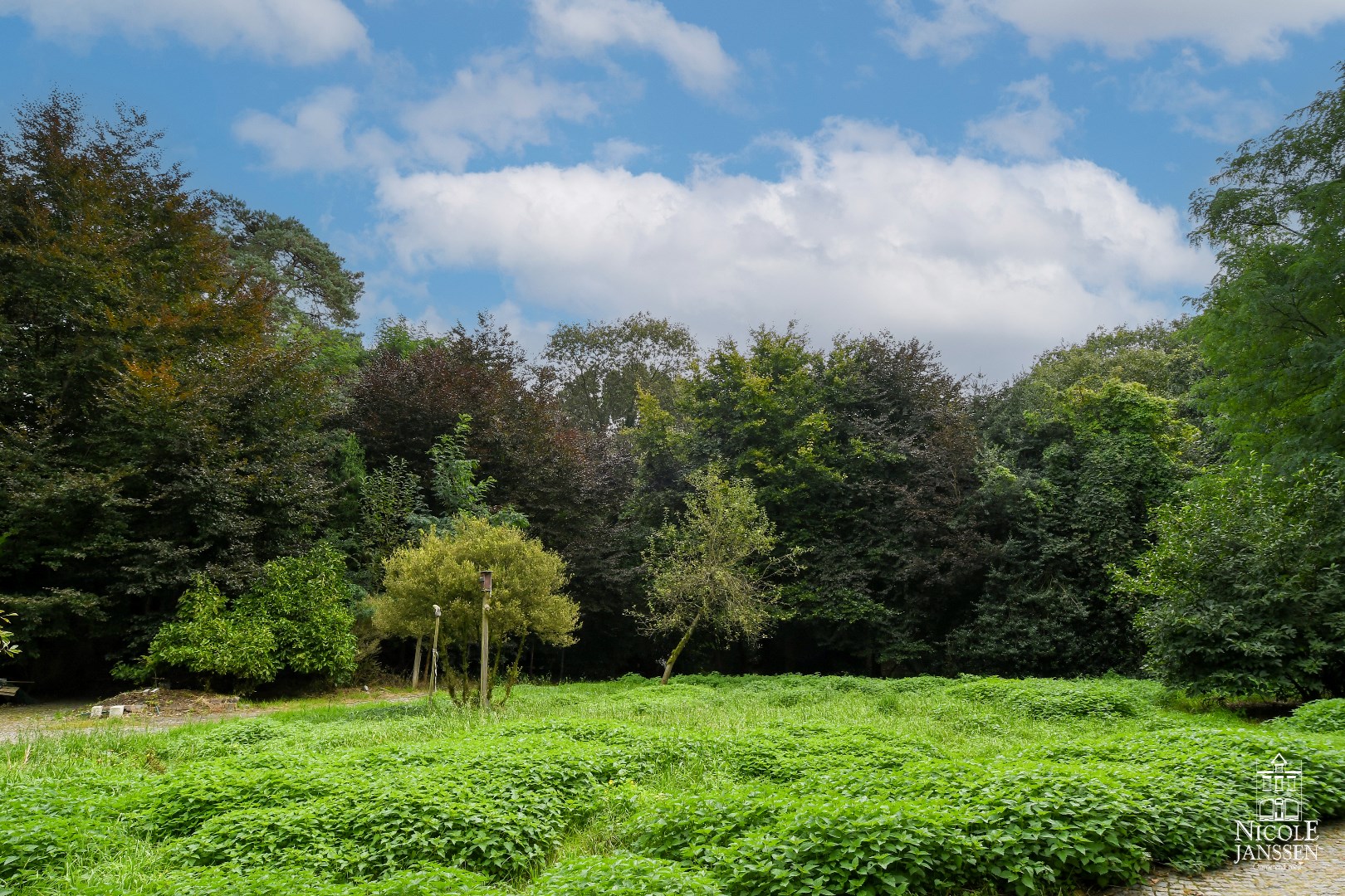 Fantastisch uitzicht over eigen bos en natuur 