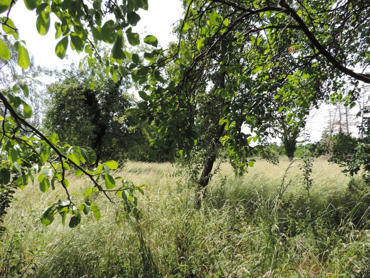 Propriété vendu À Maaseik