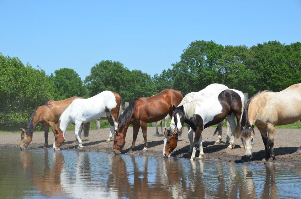 Unieke Ranch op 4,5ha te Kalmthout 