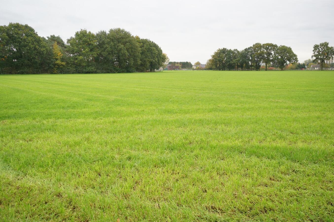 Prachtig landhuis met 5 stallen en weide op ca. 1,4 ha te Westerlo 