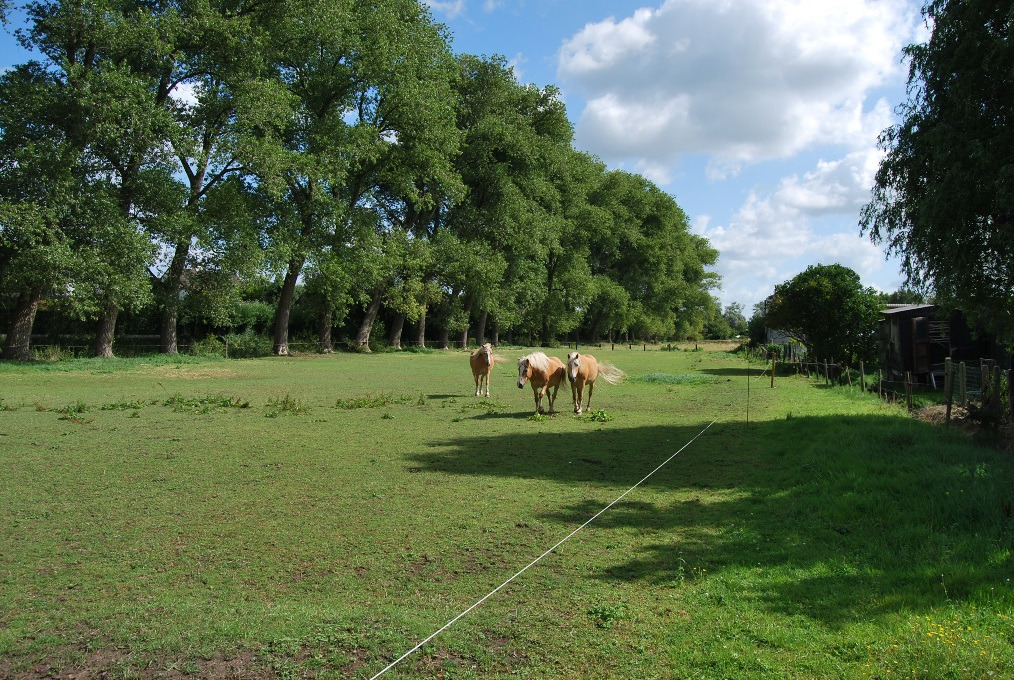 Op te frissen woning met loods op ca. 1,4ha te Deinze 