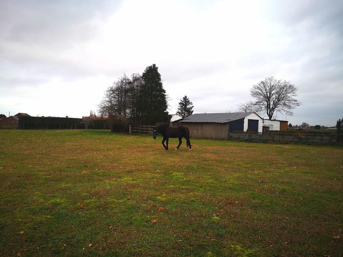 Woning met paardenstallen en weiland op ca. 34a te Kinrooi 