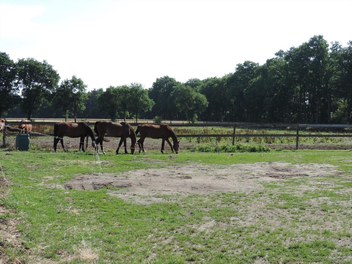 Gezellige boerderij met paardenstallen op ca.3,3ha te Bocholt 