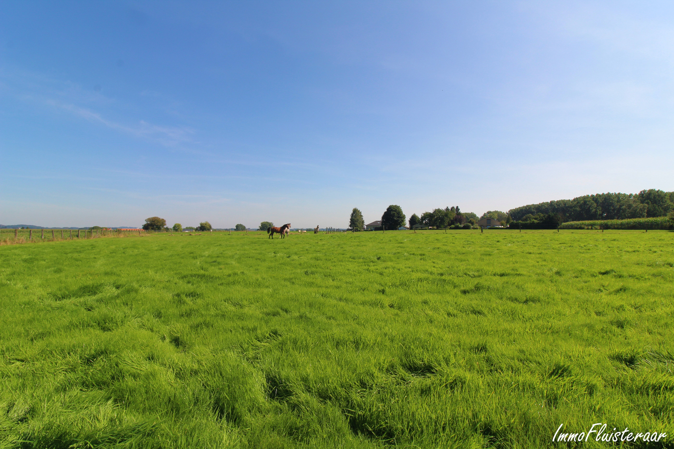 Pasture land for sale in Galmaarden