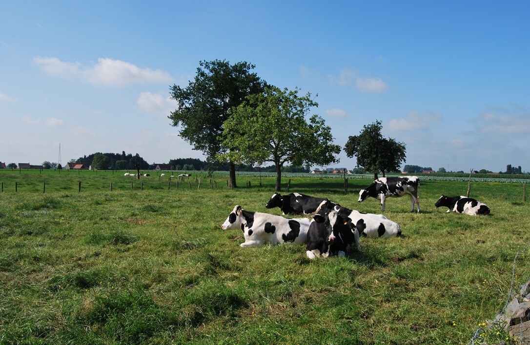 Te renoveren hoeve met stallingen op 9.333m&#178; (+ev. 5ha) te Deinze 