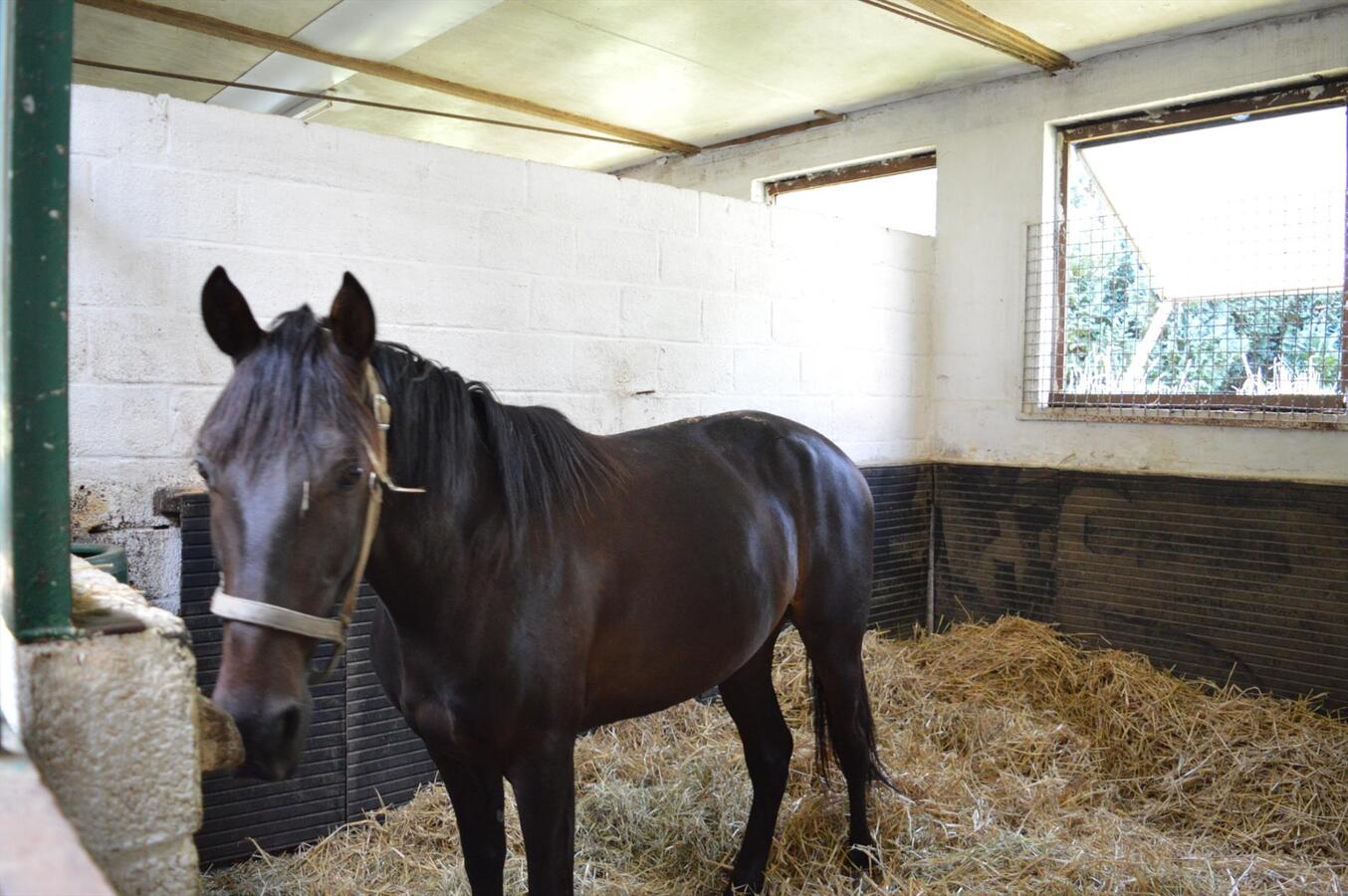 Paardenhouderij met 40 stallen en drafbaan op 4,64ha te Brakel 