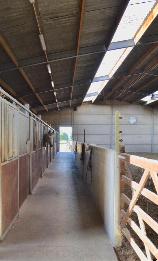 Unieke kans op paardenaccommodatie met binnenpiste (15m x 30m) en appartement op ca. 1,3 Ha te Waasmunster - NIEUWE PRIJS 