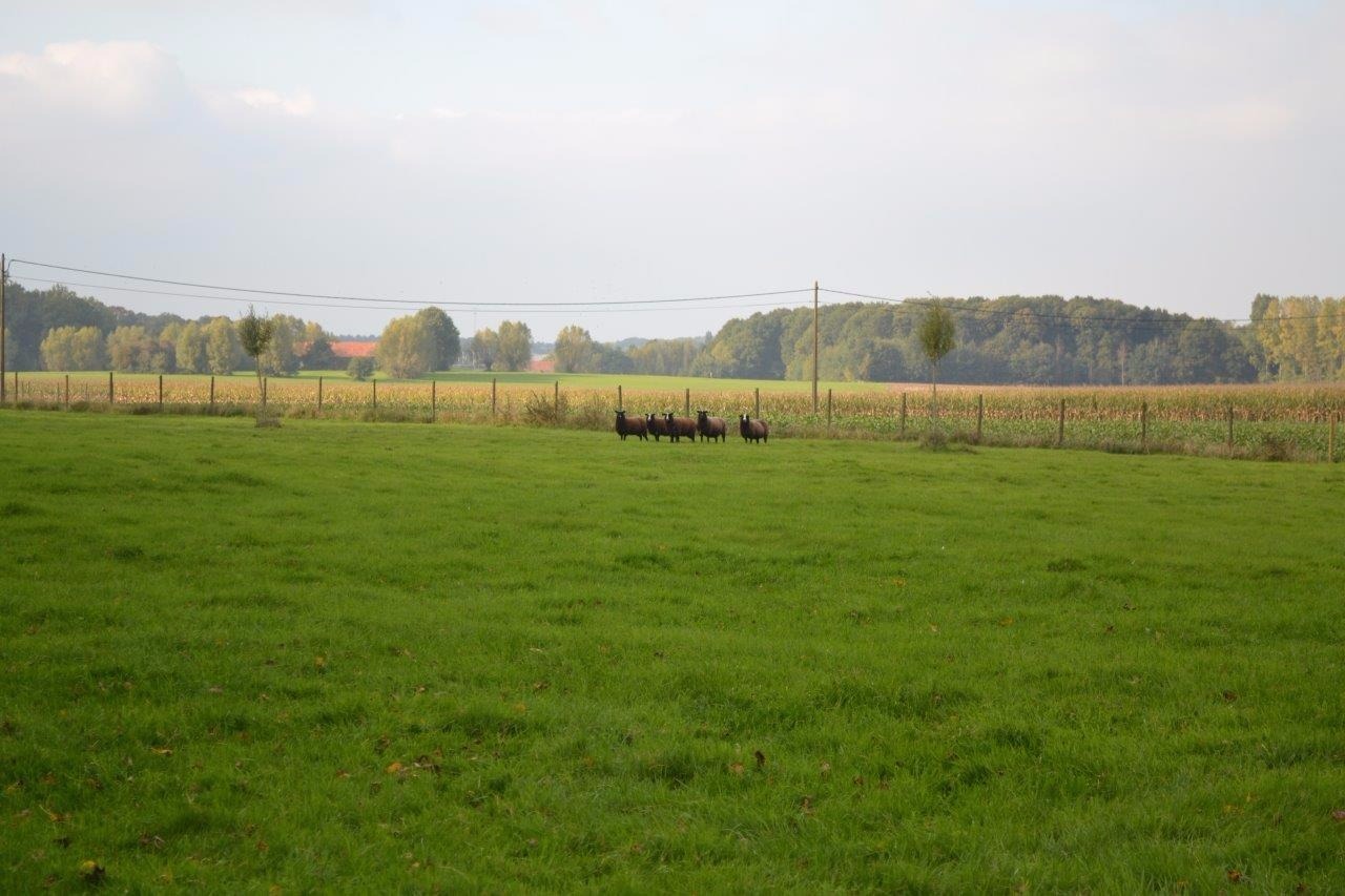 Leuke &#233;&#233;ngezinswoning op ca. 2,32ha te Geluveld (Zonnebeke) 