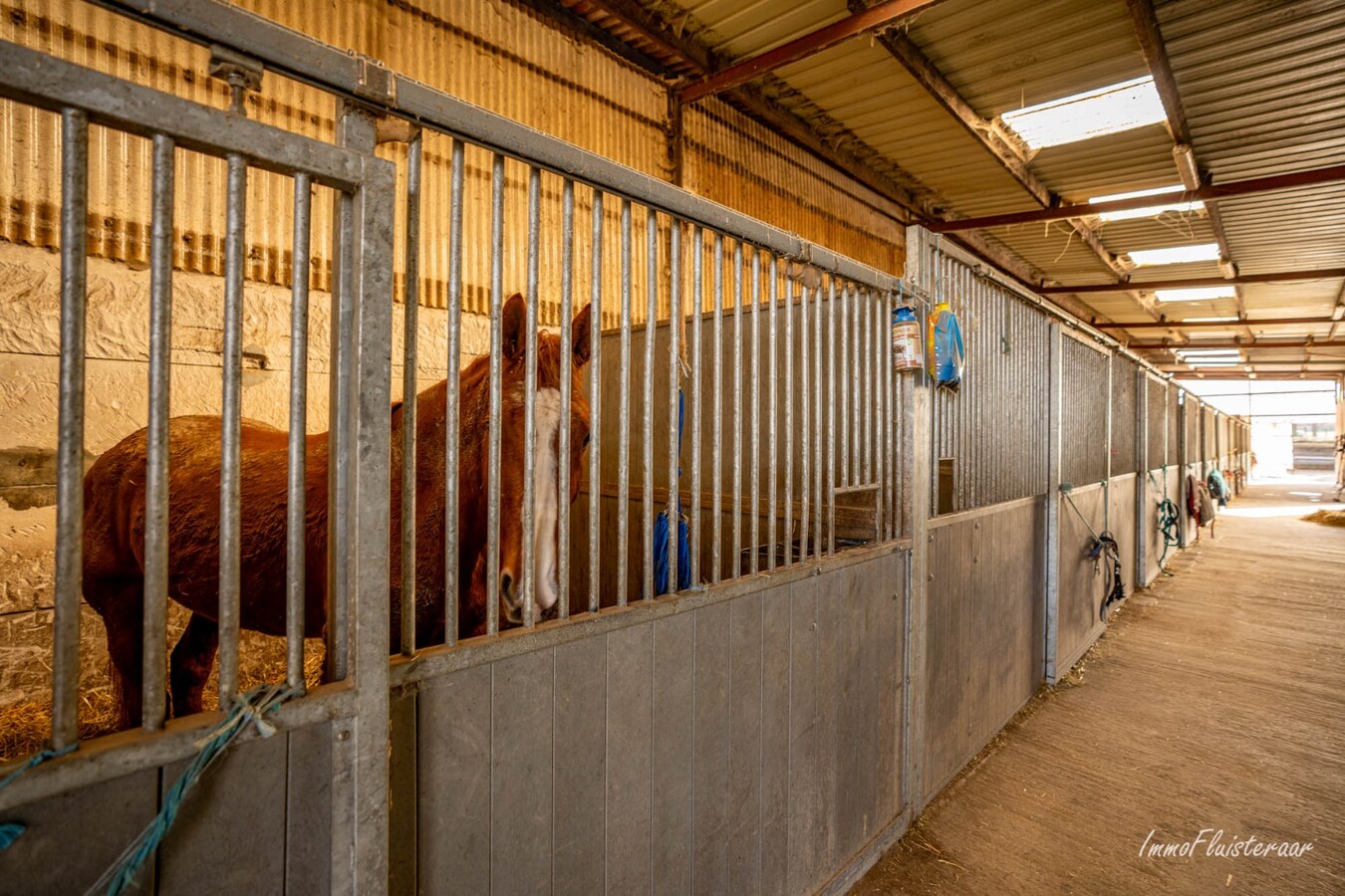 Prachtig paardencomplex met bedrijfswoning, ca. 33 stallen en binnenpiste op meer dan 5,6ha te Bever (Vlaams-Brabant) 