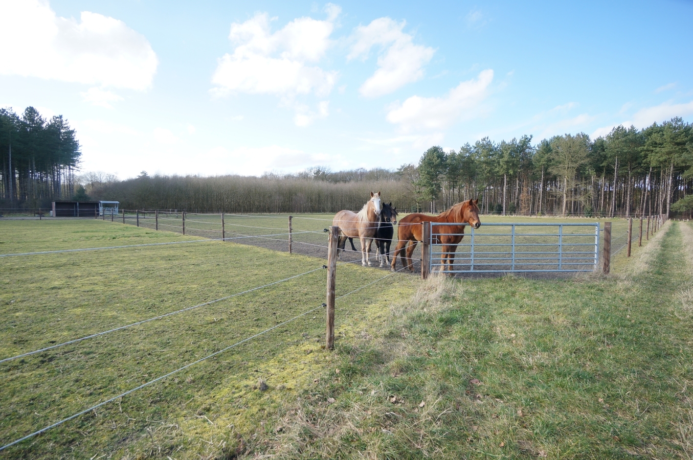 Gerenoveerde hoeve op ca. 1,5 ha te Hechtel-Eksel 