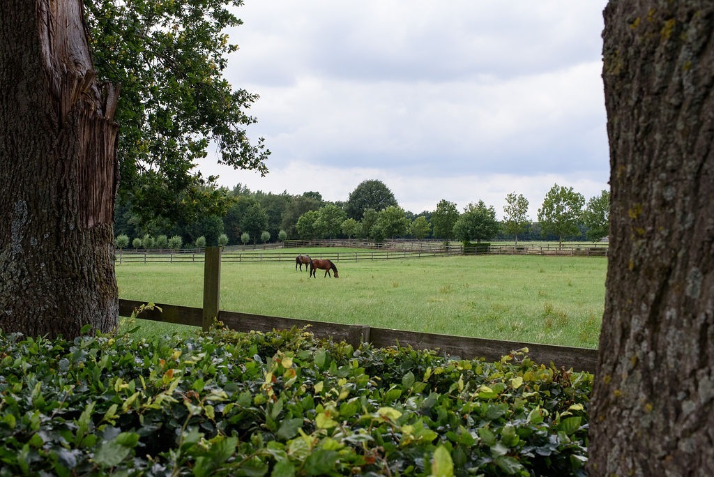 Exclusive domain with indoor arena on approximately 20ha in Meeuwen-Gruitrode 
