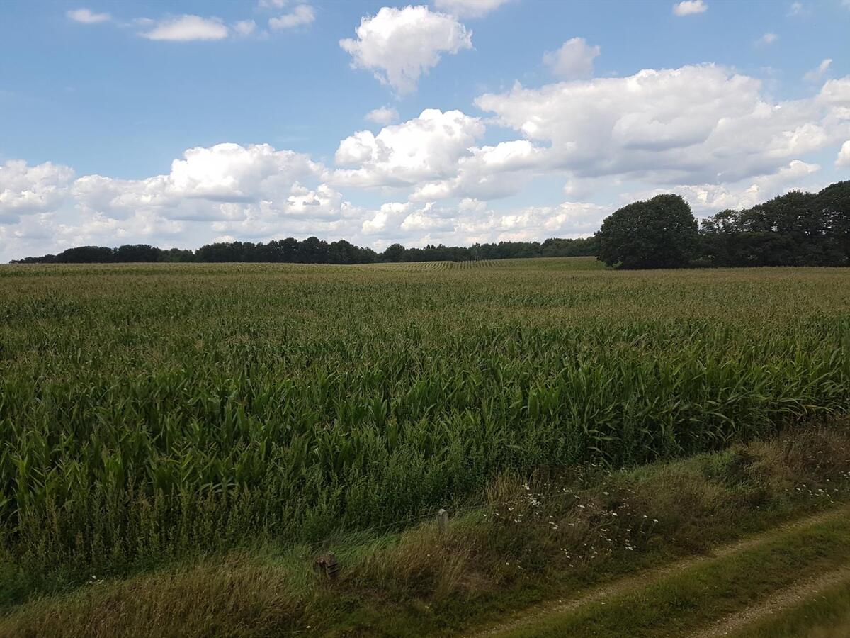 Te renoveren hoeve met stallen op een prachtige locatie (ca.4,51ha) 