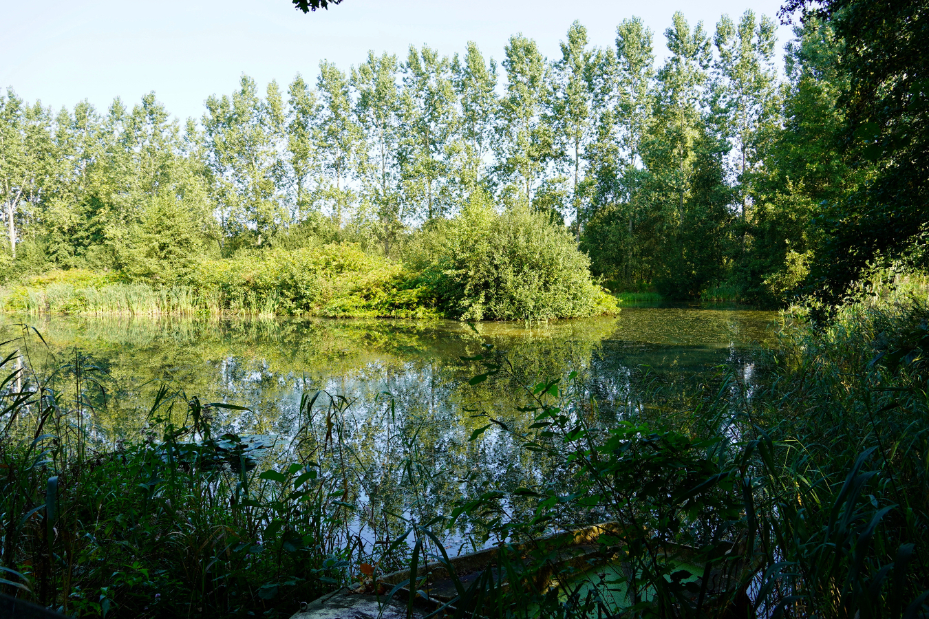 Unieke eigendom met woning , weides en vijver op ca. 5,3 ha te Geel 