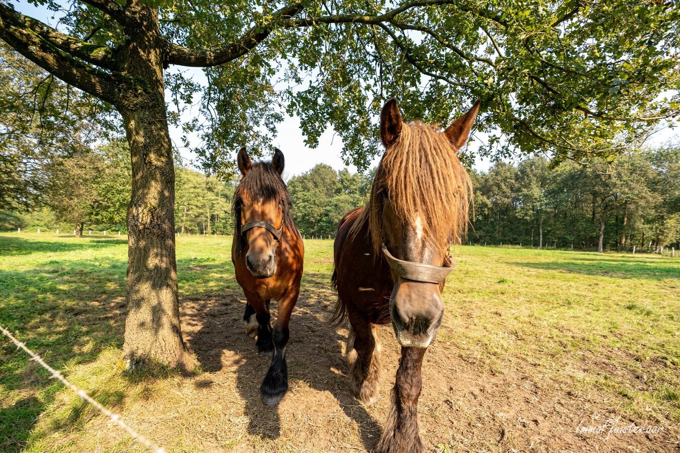 Propriété a vendre À Beverlo