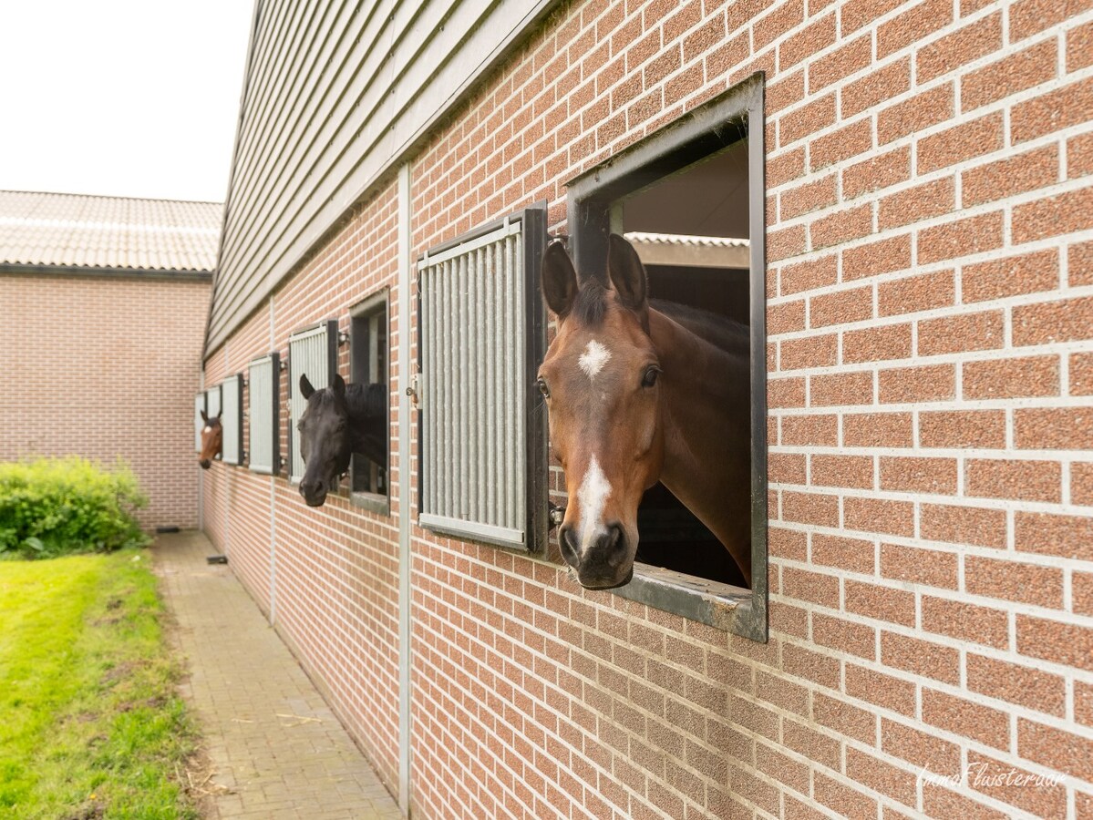 Beautiful equestrian accommodation on appr.  2.4 ha/5,94 acres in Meerle/Hoogstraten 