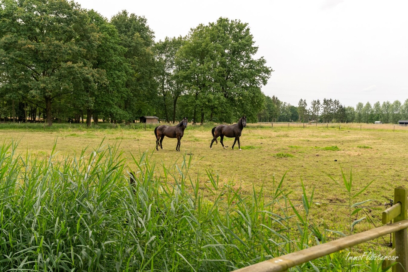 Luxury villa with horse stables on approximately 76 acres in Rijmenam 