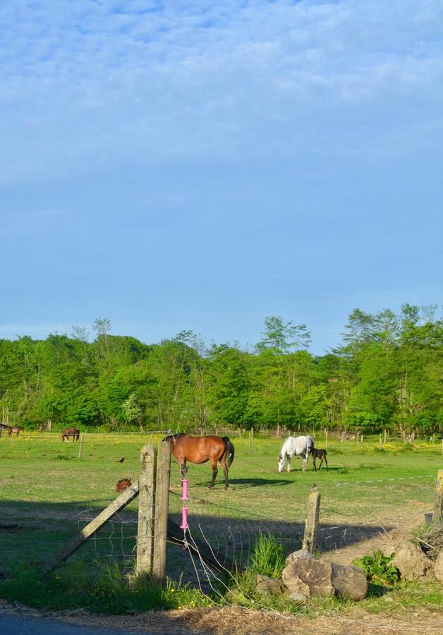 Zeer rustig gelegen hoeve te Deux-Acren (Lessen) op 3424 m&#178; met huur van ca. 5 ha. 