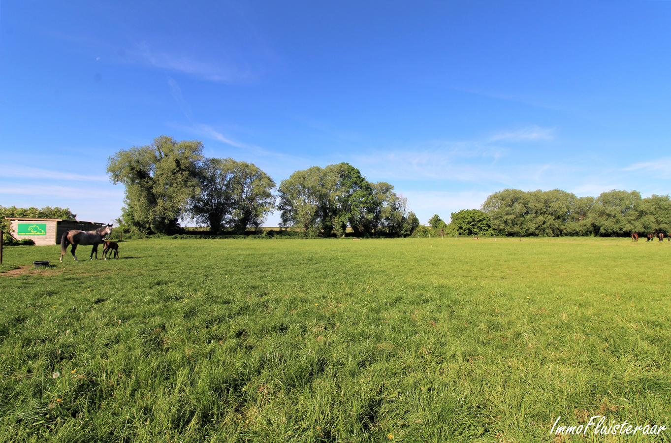 IN OPTIE - Recente, professionele en charmante paardenaccommodatie op ca. 3ha te Hannuit (Luik) 