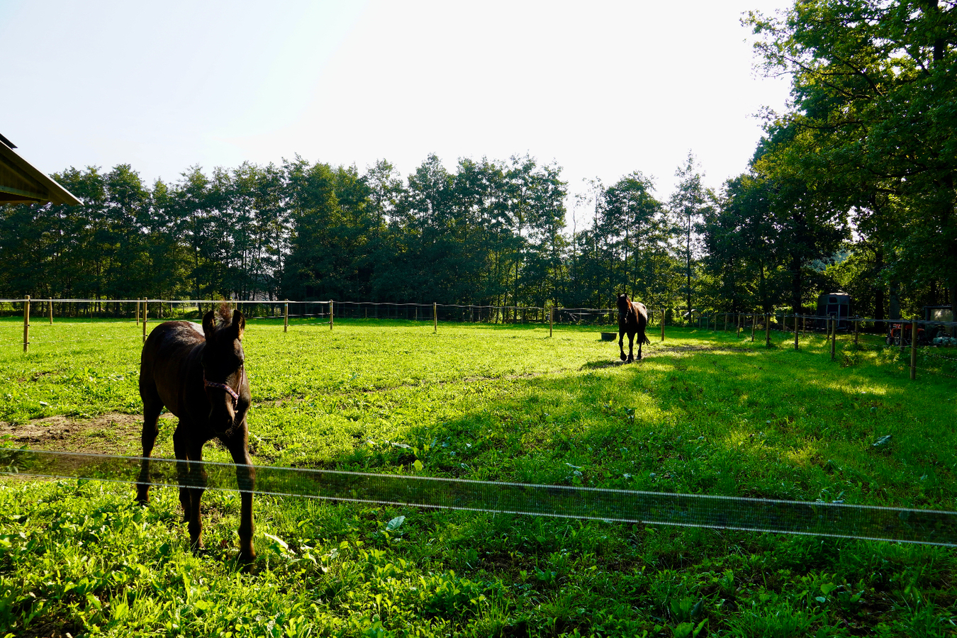 Unieke eigendom met woning , weides en vijver op ca. 5,3 ha te Geel 