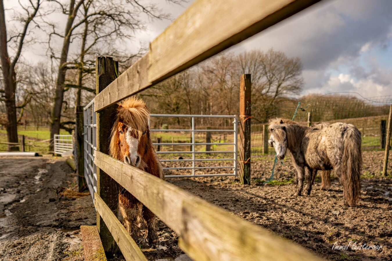 Prachtig paardencomplex met bedrijfswoning, ca. 33 stallen en binnenpiste op meer dan 5,6ha te Bever (Vlaams-Brabant) 