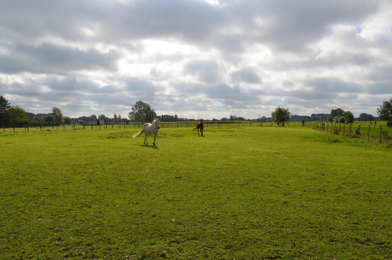 Te renoveren woning met loods en weide op 7.327m&#178; te Zele 