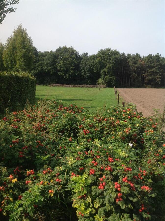 Gezellige hoeve met paardenstallen op ca. 68 are te Kinrooi 