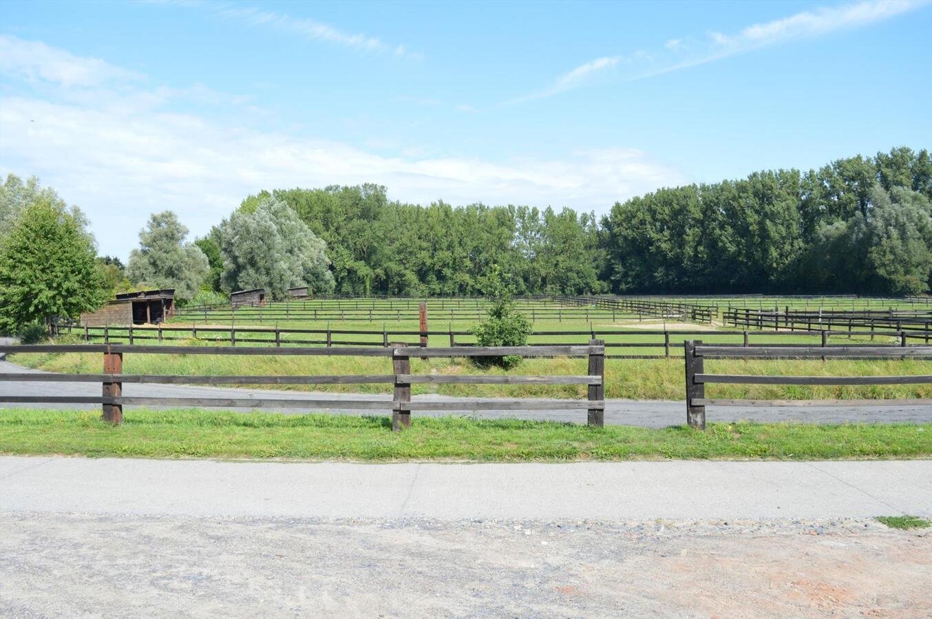 Paardenhouderij met 40 stallen en drafbaan op 4,64ha te Brakel 