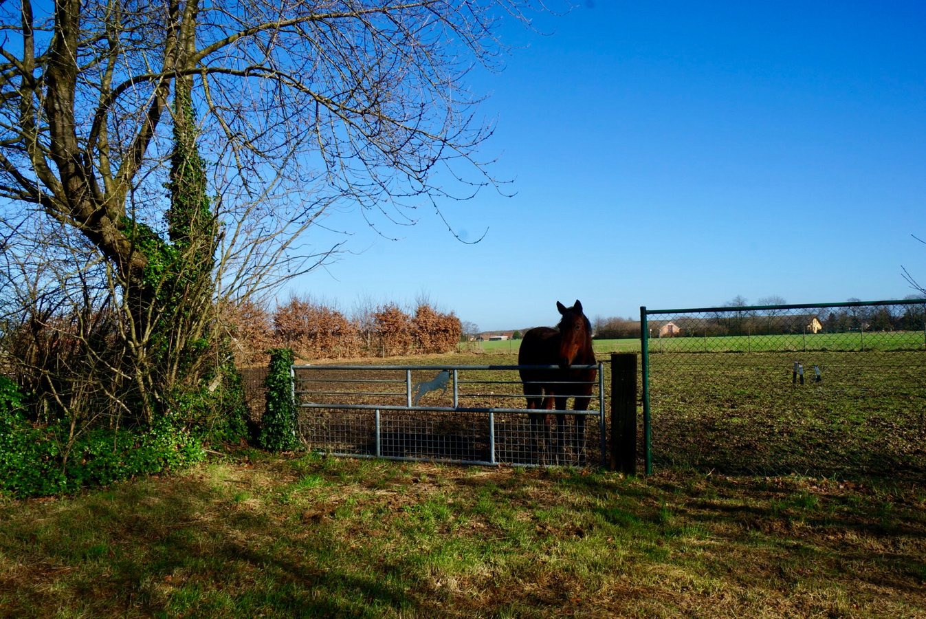 Charmante gerenoveerde hoeve met paardenstallen op ca. 2,5 ha te Gruitrode 