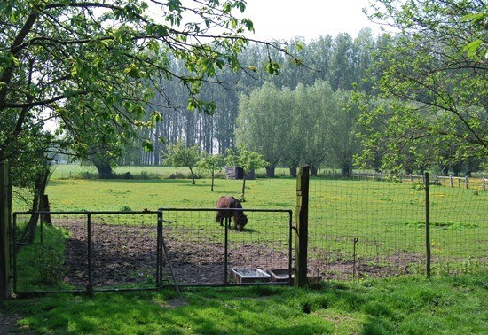 Villa met stalgebouw op 4,23ha 